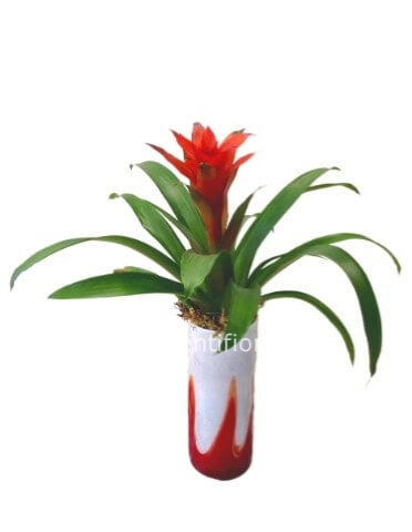 Pianta di guzmania. Il prezzo è senza vaso.