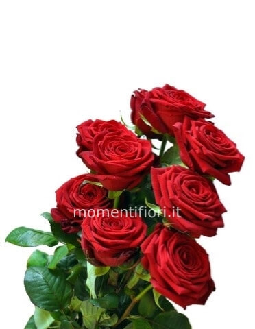 Rose a stelo cm 60 verde adeguato