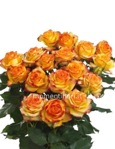 5 Rose arancio misura media 60 cm