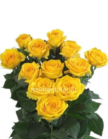 Rose gialle a 3 steli, prima scelta, lunghezza 60 cm