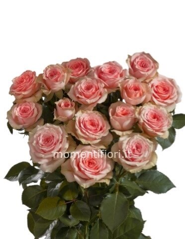 Rose rosa num 3 steli, prima scelta, lunghezza 60 cm