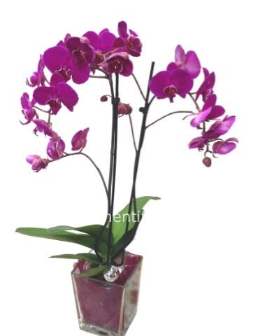 Orchidea confezione senza cesto o ceramica