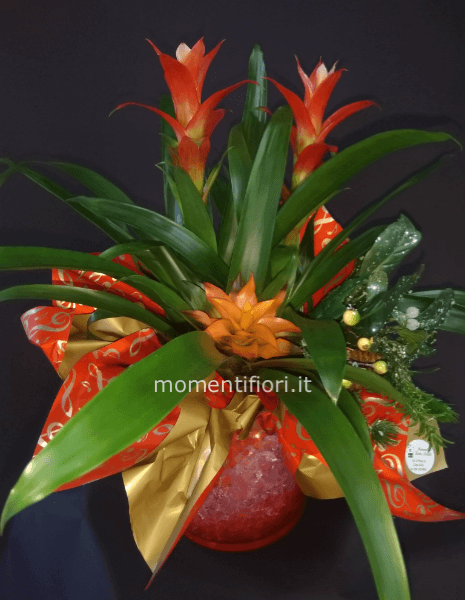 Guzmanie in vaso vetro