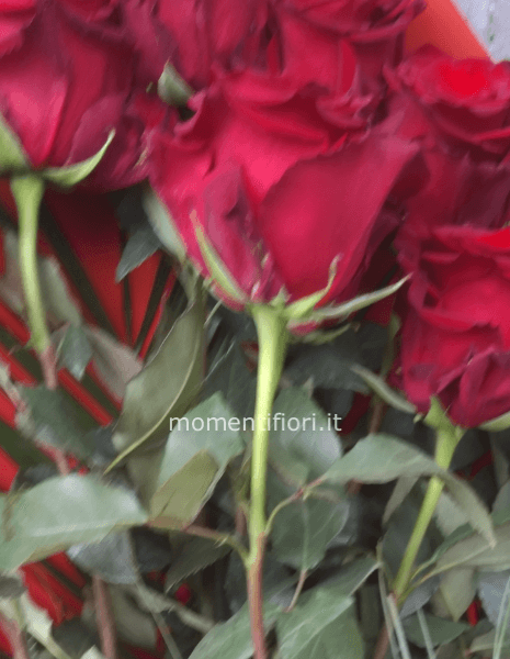 7 rose rosse gambo corto